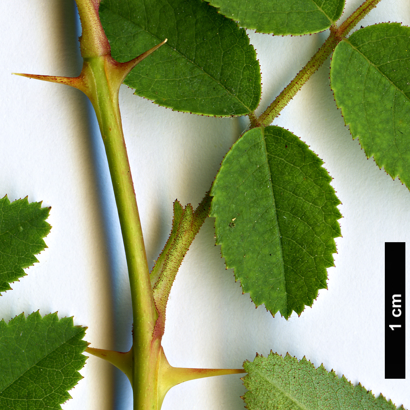 High resolution image: Family: Rosaceae - Genus: Rosa - Taxon: nutkana - SpeciesSub: var. nutkana High resolution image: Family: Rosaceae - Genus: Rosa - Taxon: nutkana - SpeciesSub: var. nutkana